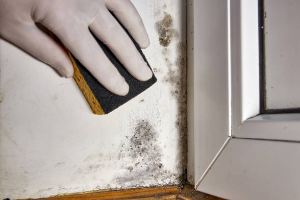 Best Mold Remediation for Healthcare Facilities  in Windsor, CO